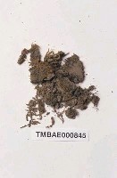 藏品(叢苔科)的圖片